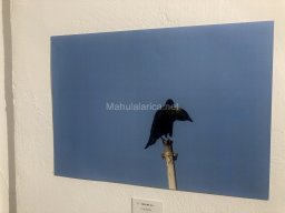 Exposición de aves de la comarca